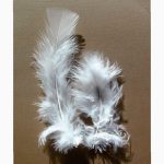 25g Bag of White Flat Turkey Feathers